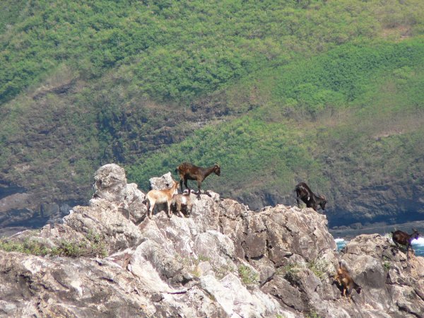 40- Chevres sur les sommets 